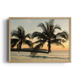 Sunlit Palms