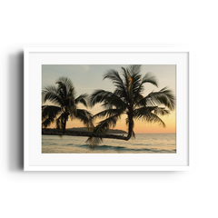 Sunlit Palms