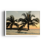 Sunlit Palms