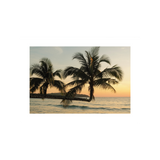 Sunlit Palms