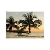 Sunlit Palms