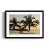 Sunlit Palms