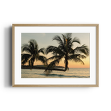 Sunlit Palms